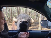 Drive-through Safari