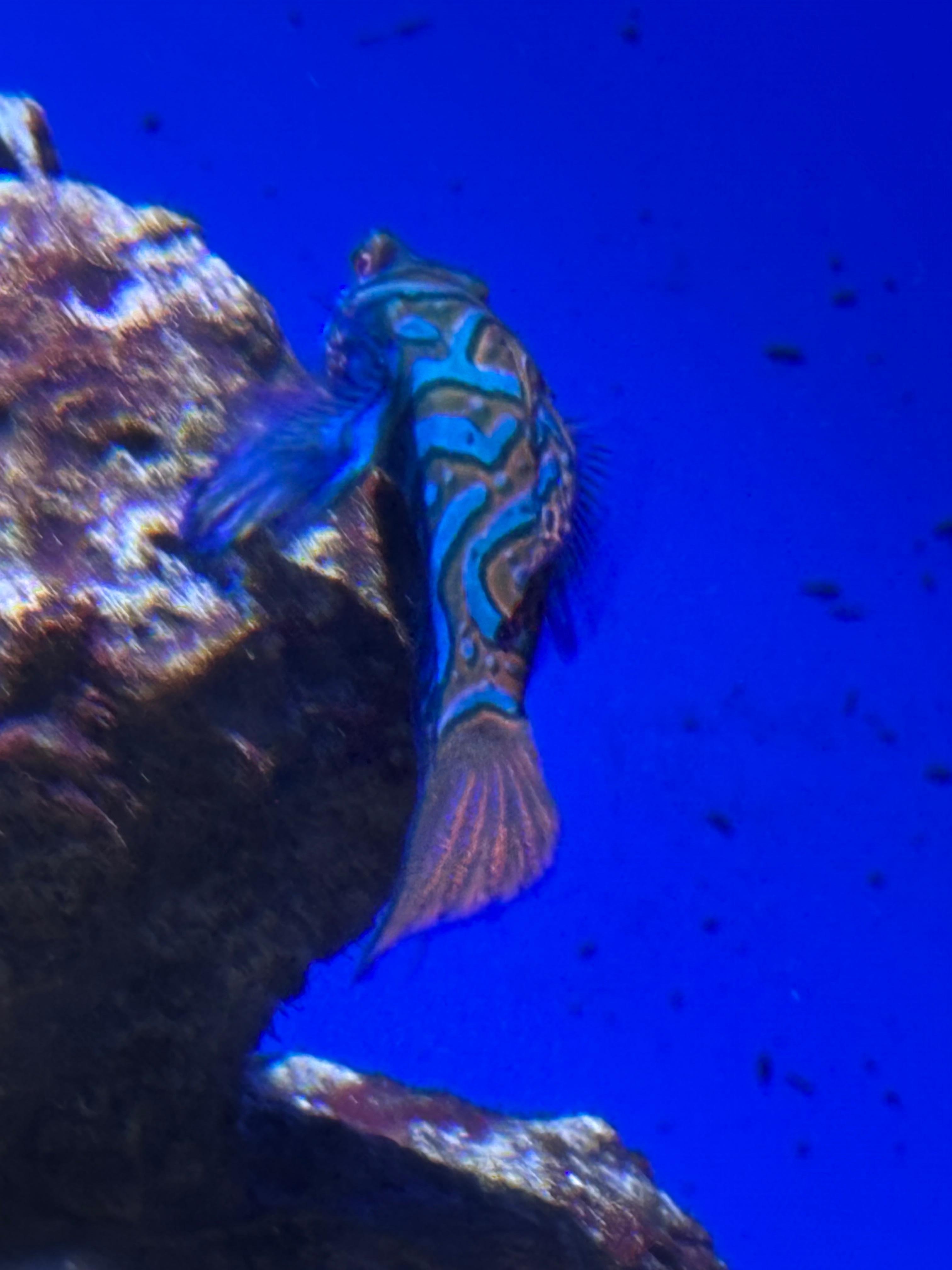 Great time at the Aquarium!  