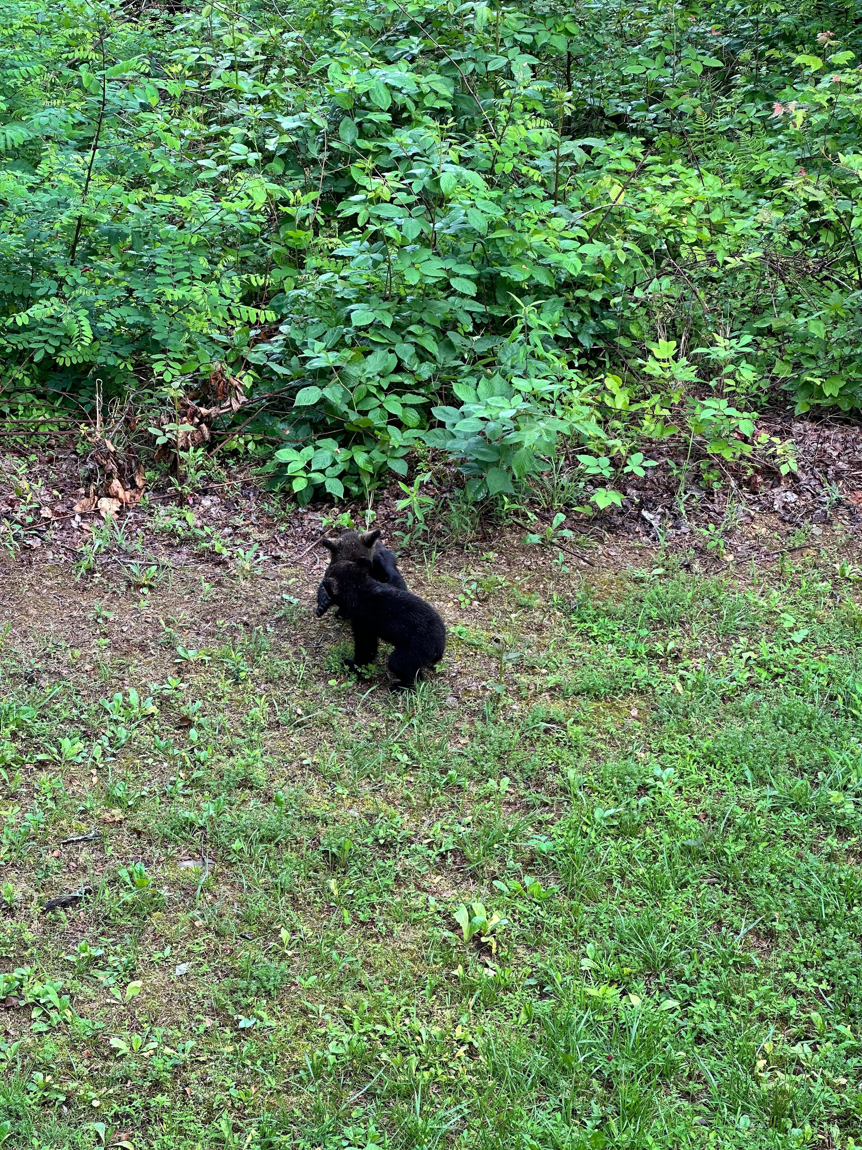 2 baby bear cubs