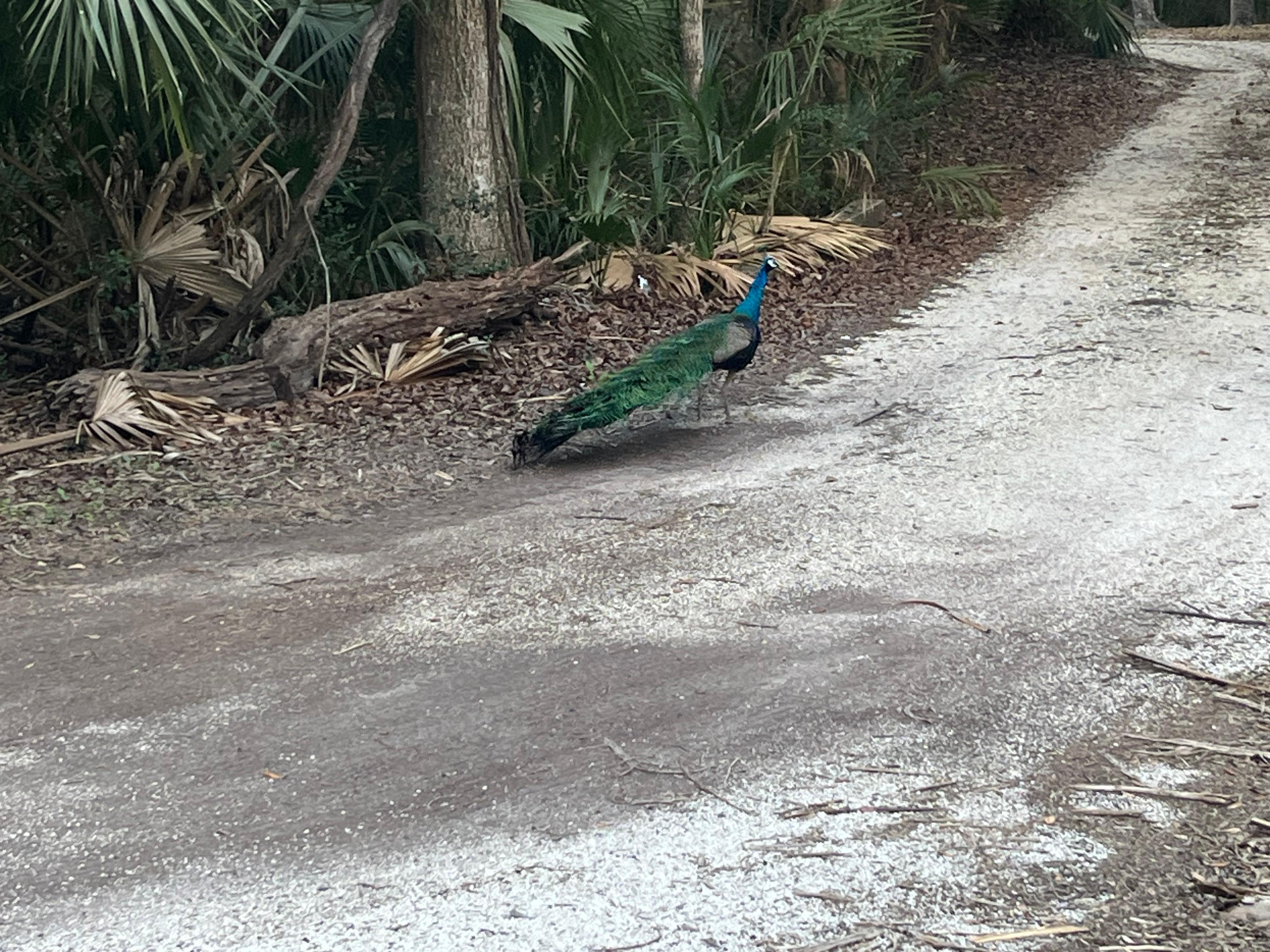 Kinglsey Fort George, Jax