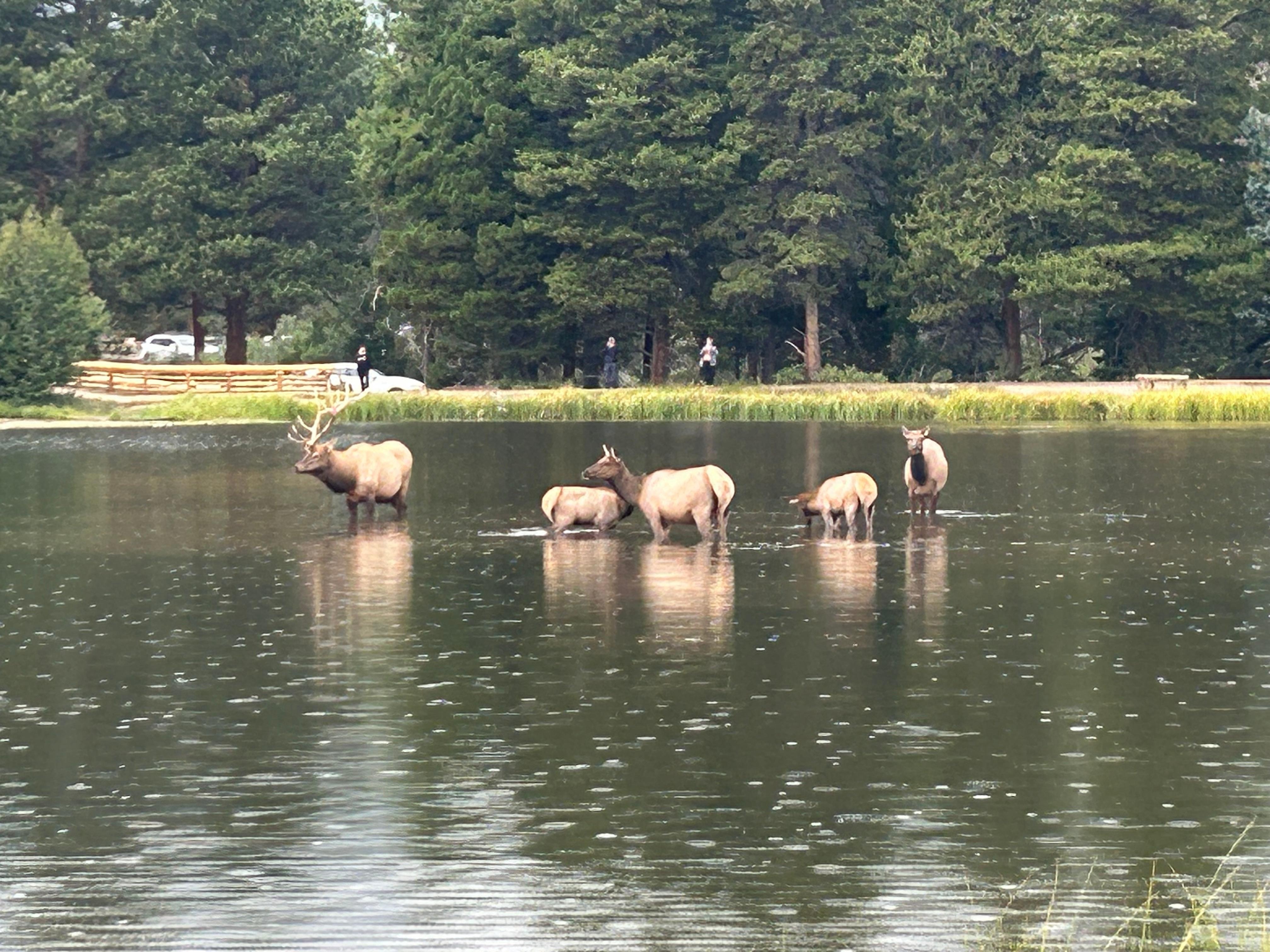 Elk at Sprague Lake