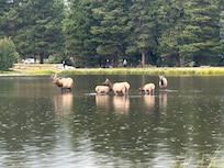 Elk at Sprague Lake