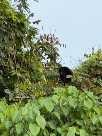 Congo Monkey