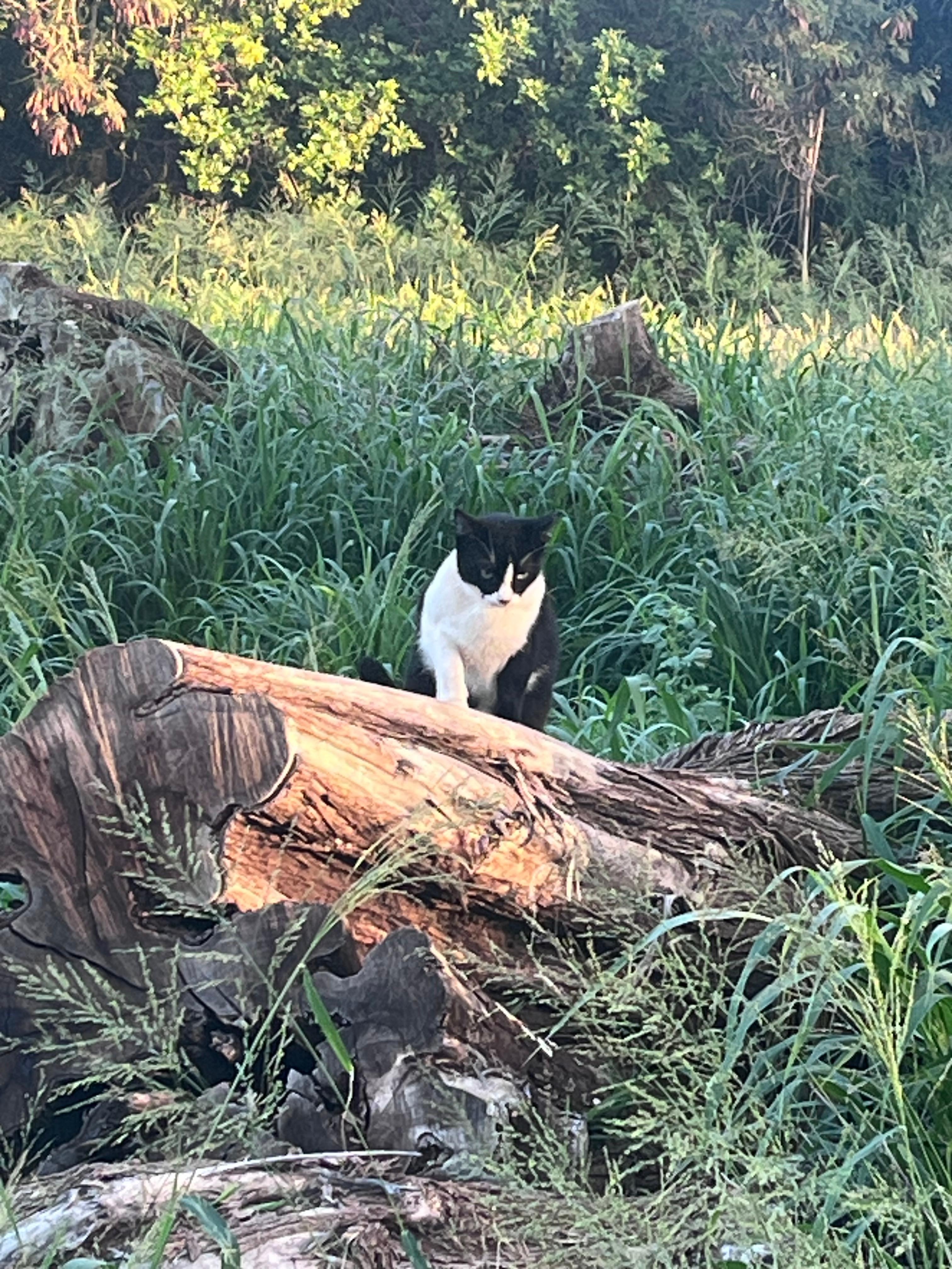 Lots of cats in the woods nearby. 