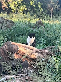 Lots of cats in the woods nearby.