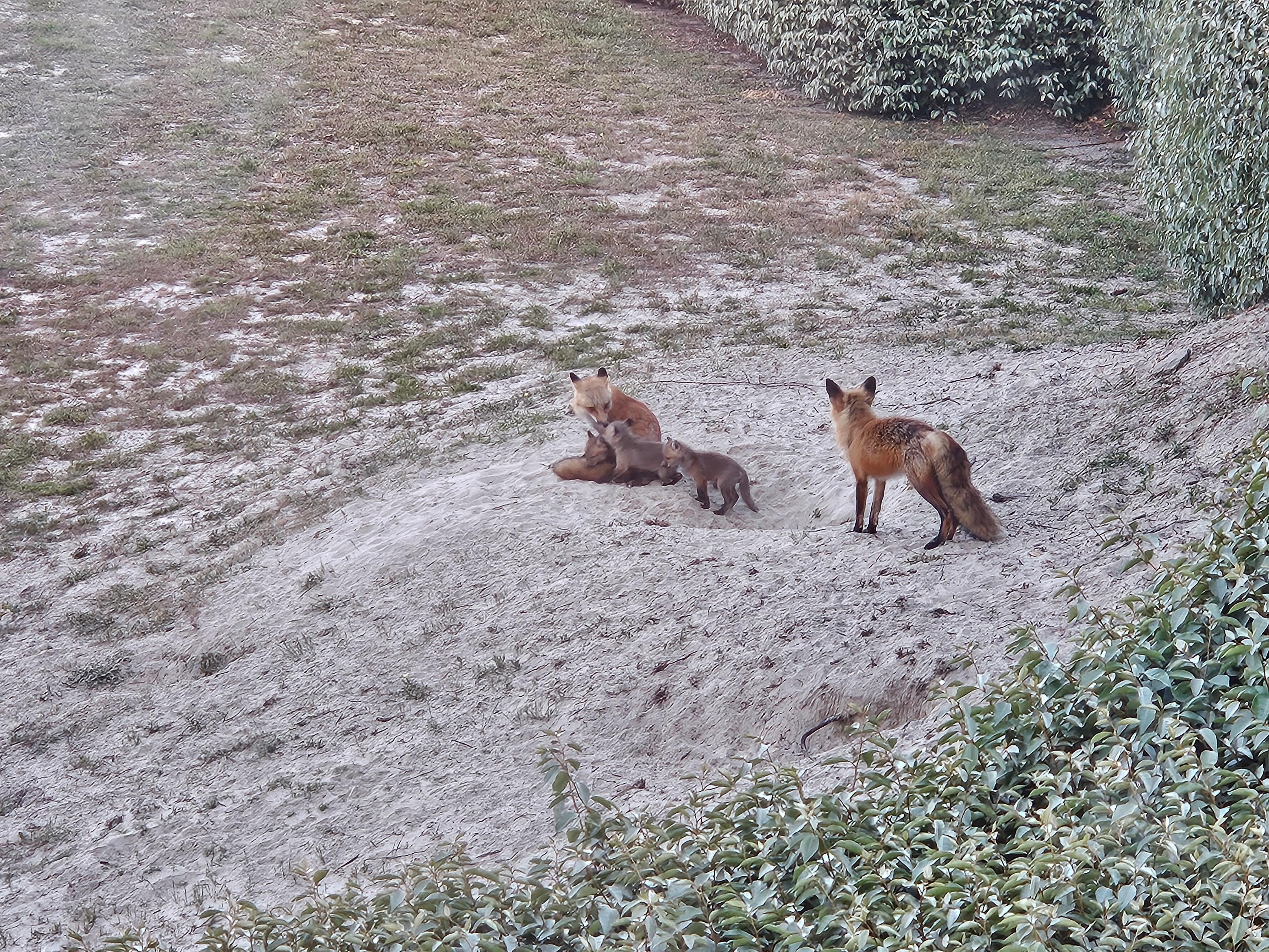 Baby foxes this year!