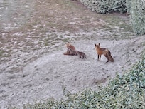 Baby foxes this year!