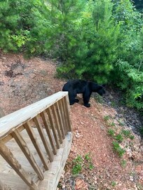 Morning visitor