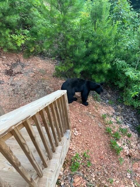 Morning visitor