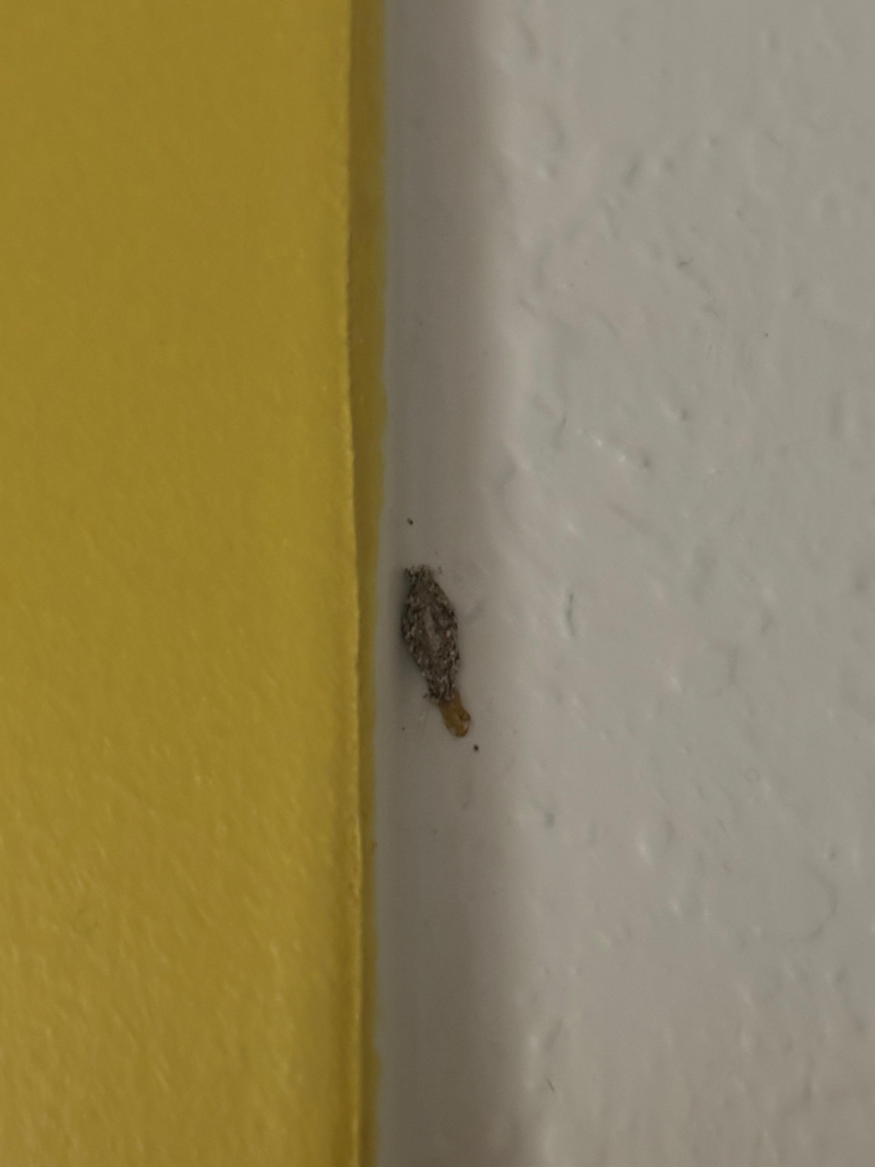 In just about every corner