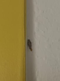 In just about every corner