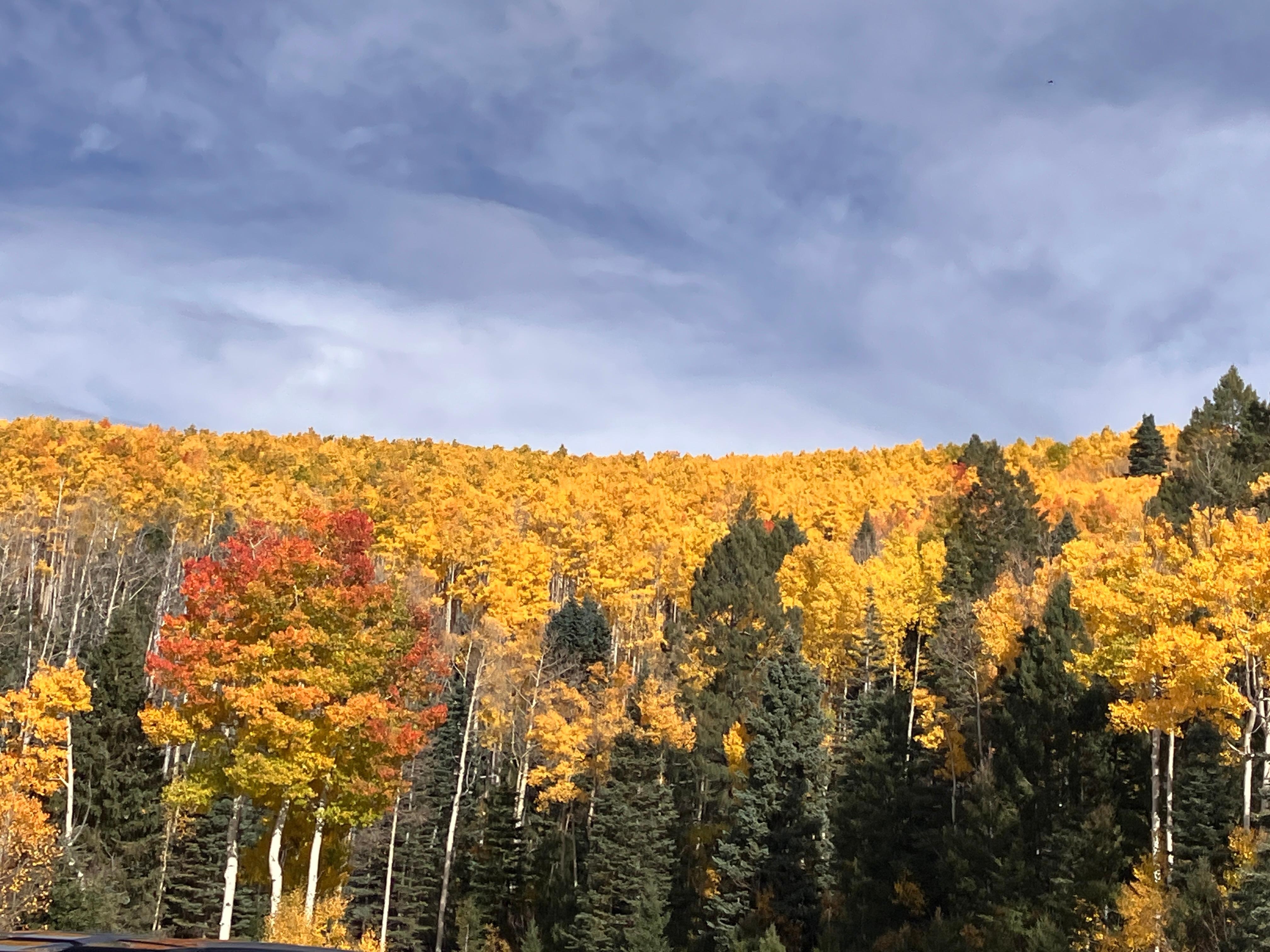 Aspen fall colors