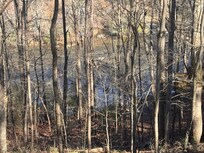 Great river view down thru the trees. The sound of the river is impressive!