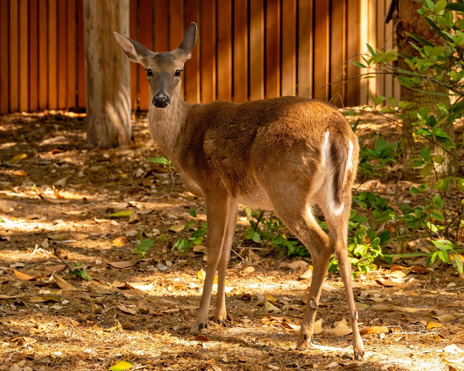 Deer are often seen grazing below the balcony