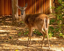 Deer are often seen grazing below the balcony