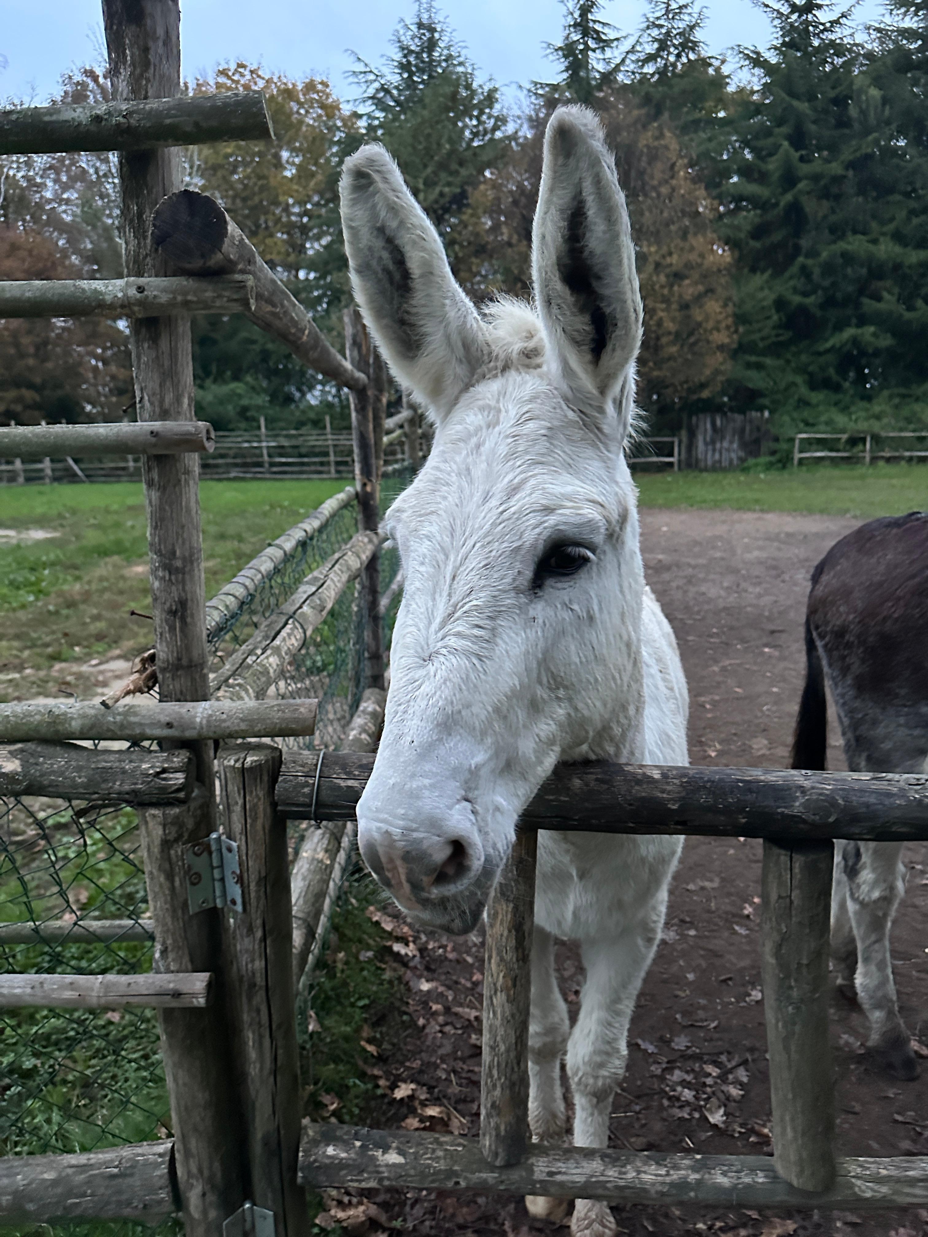 The friendliest donkey ❤️