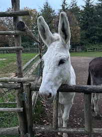 The friendliest donkey ❤️
