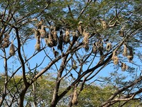 Excellent nestbuilders