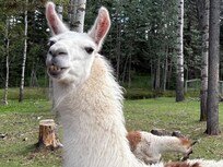 Close up of one of the llamas…live the teeth.