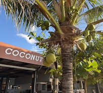 Lamai Coconut Beach Resort does have coconut trees 🥥 🌴