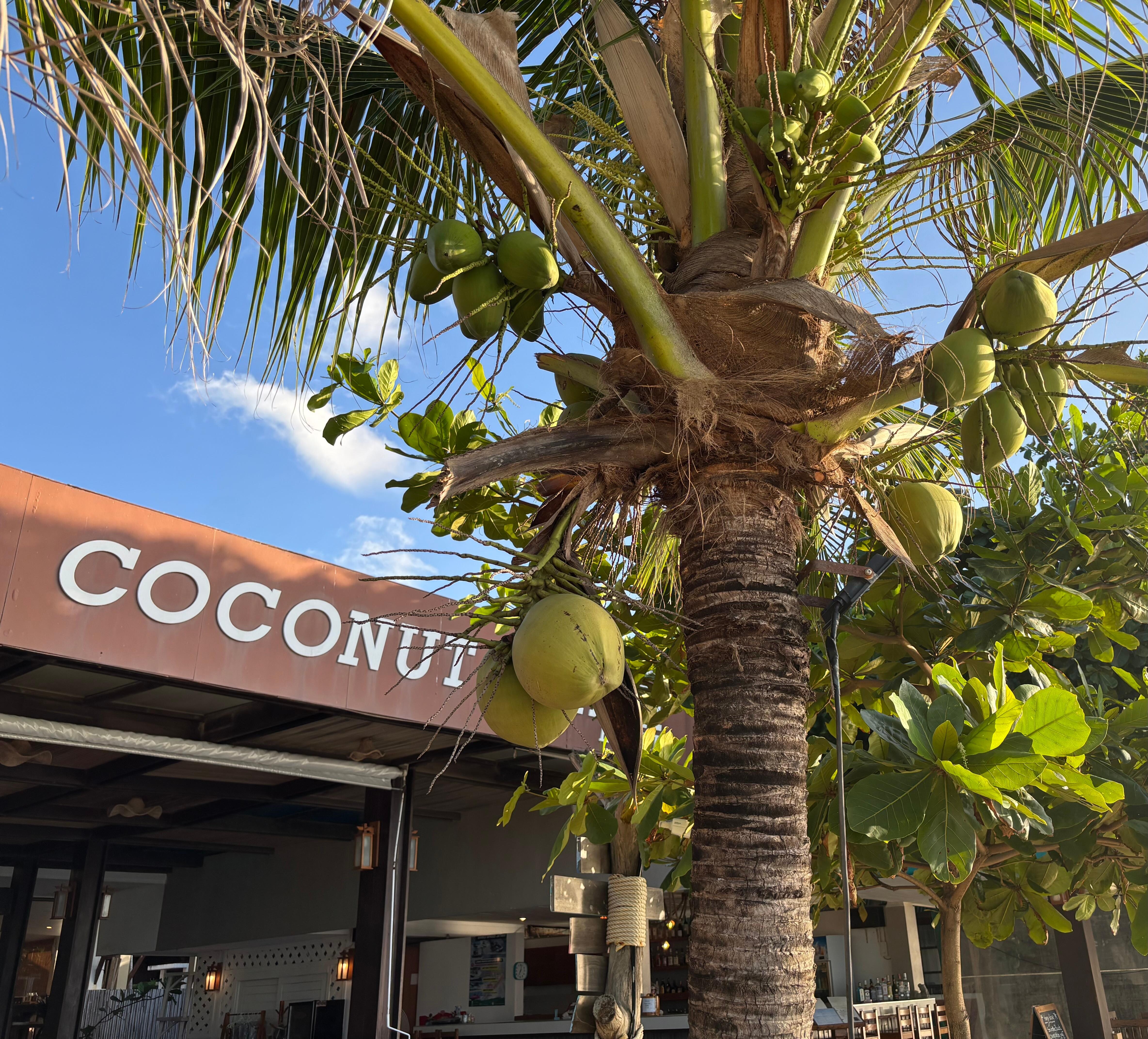 Lamai Coconut Beach Resort does have coconut trees 🥥 🌴 