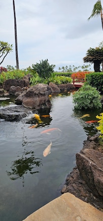 Koi on property
