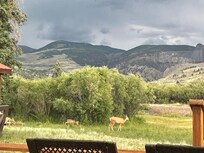 Mother deer and babies in back yard