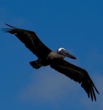 Pelicans diving and catching fish right in front of me.