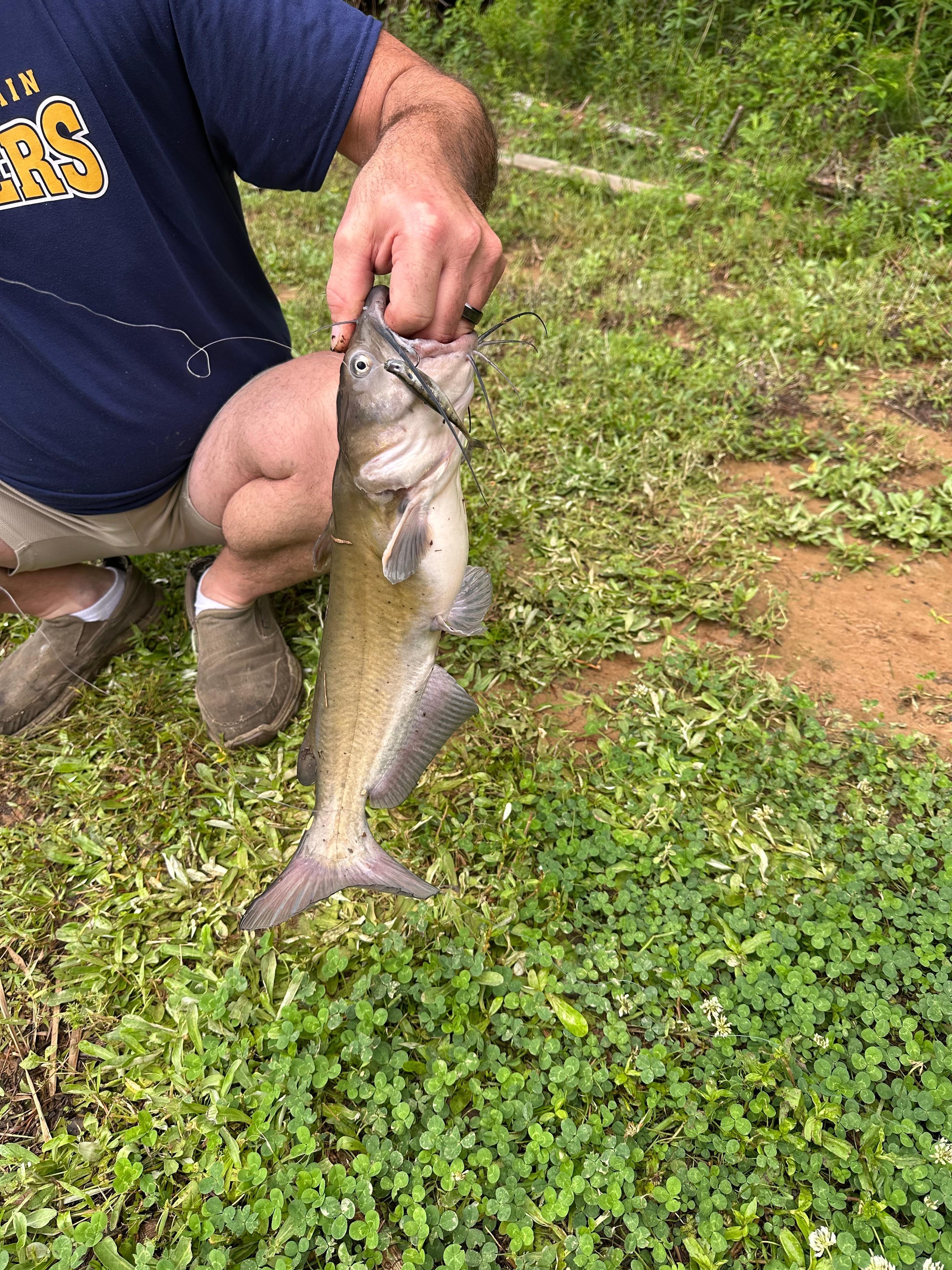 Catfish