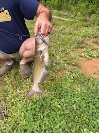 Catfish