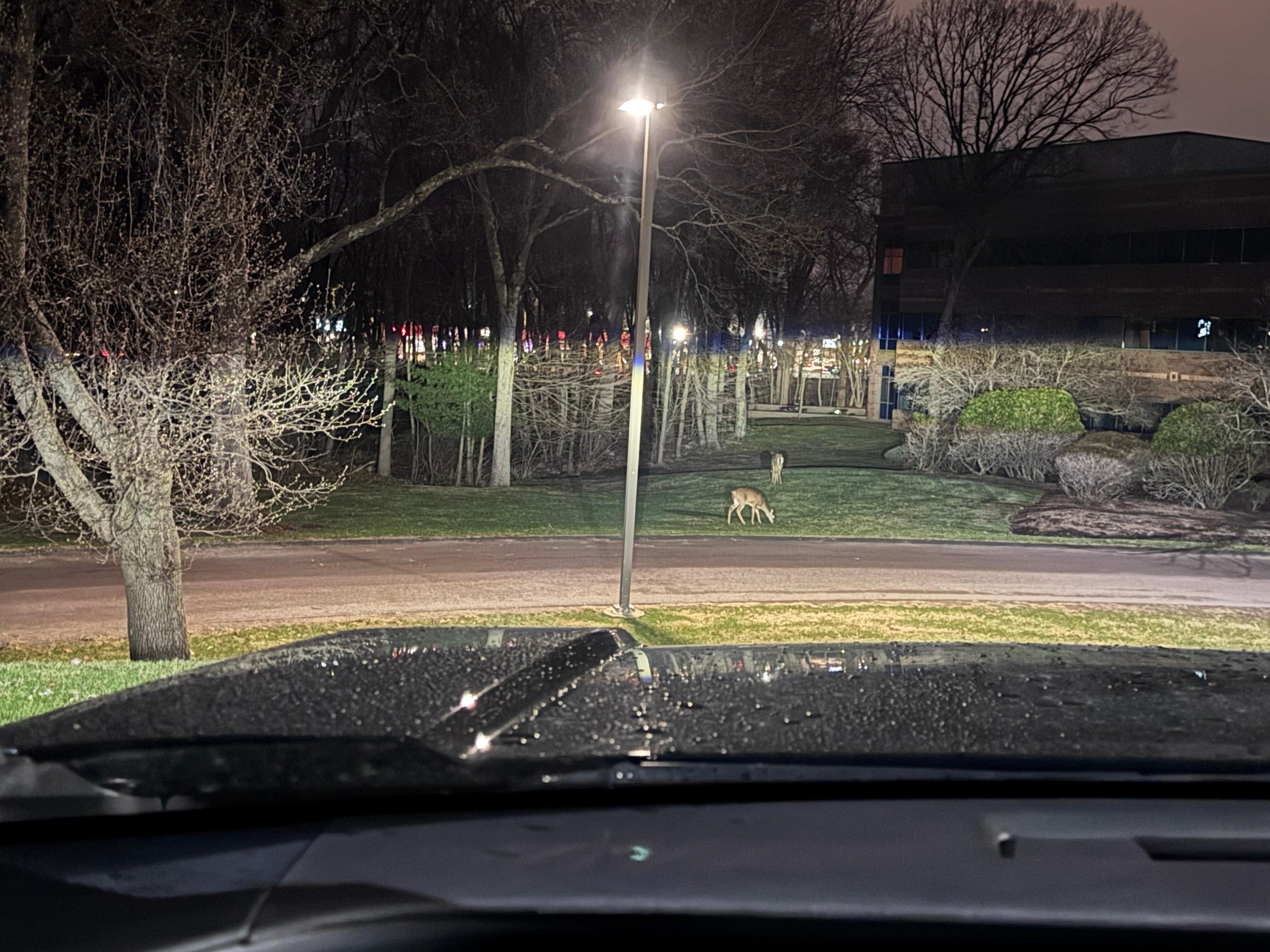 Deer near the parking lot. 😍