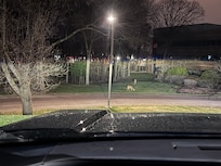 Deer near the parking lot. 😍