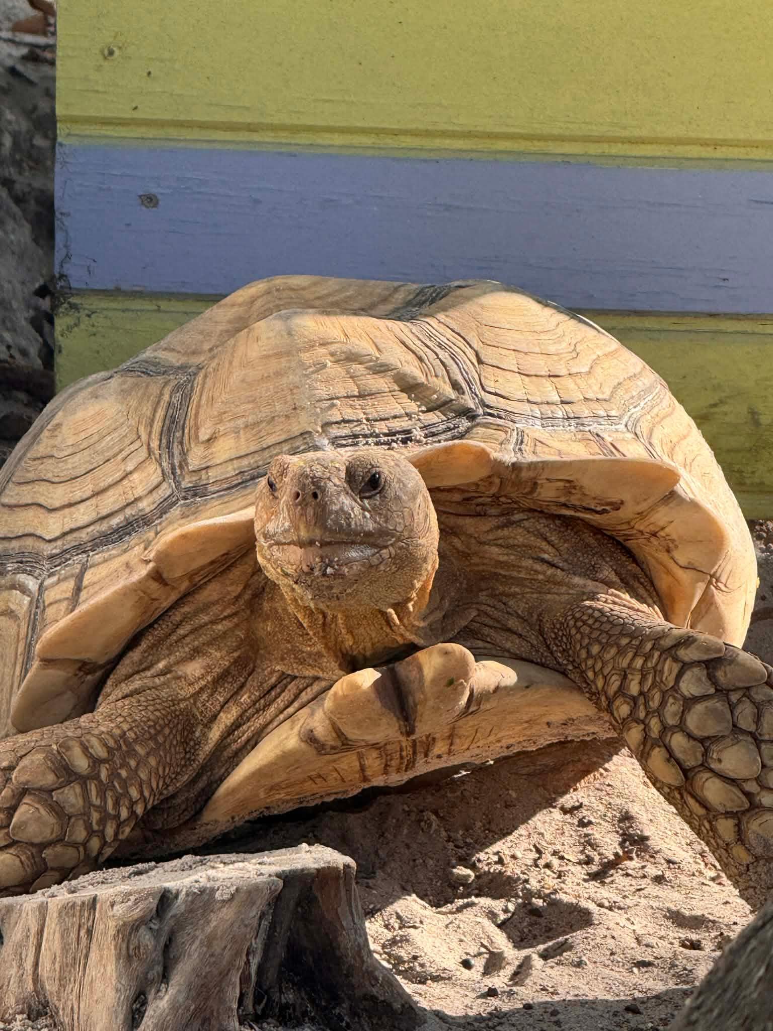 These guys are located in the middle of the resort.