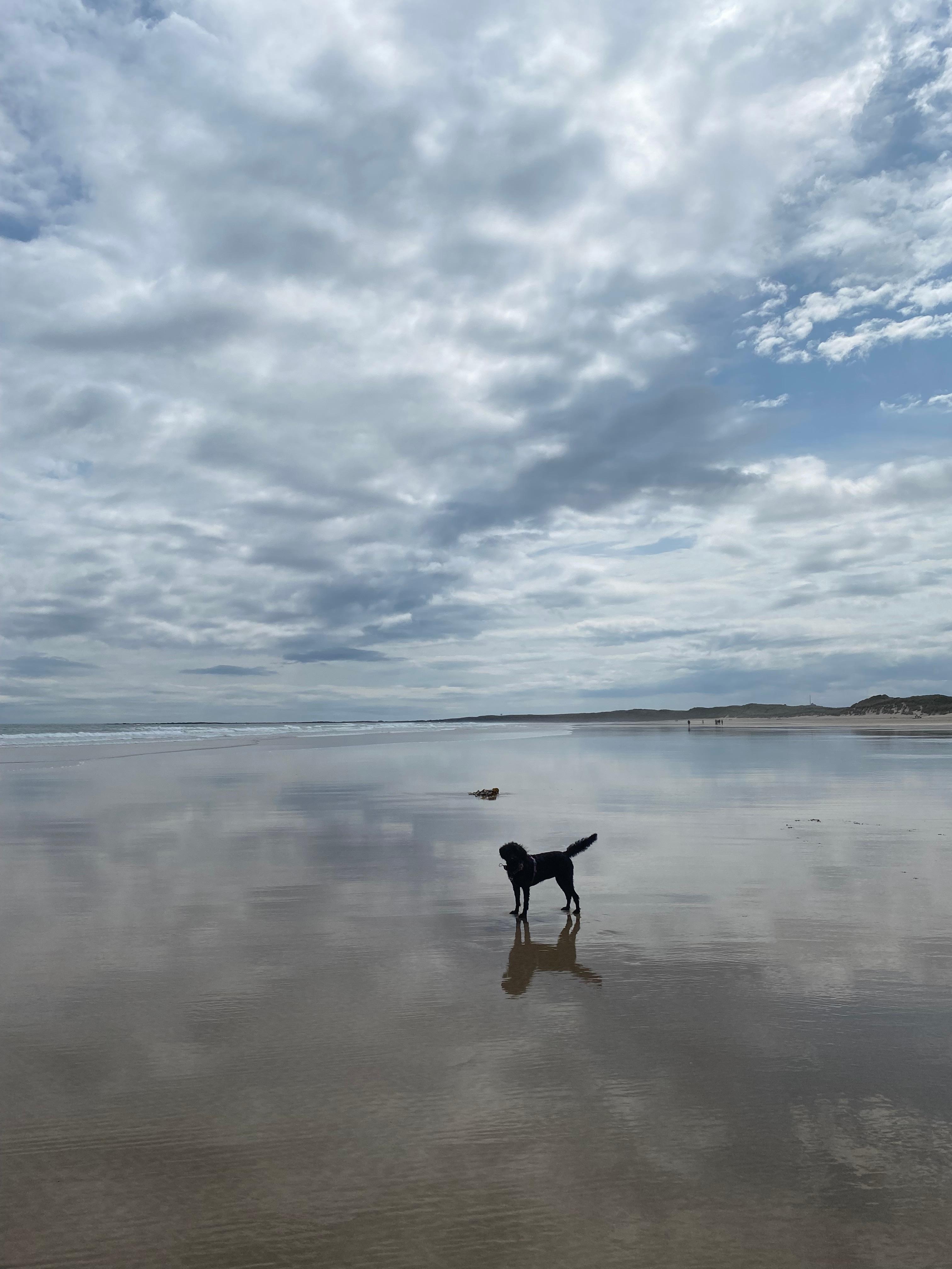 Beadnell beach so much space for dogs to run