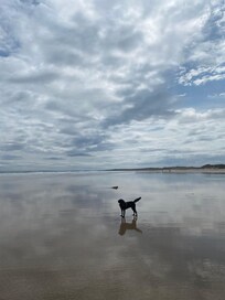 Beadnell beach so much space for dogs to run