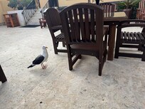 A friend wanted some of my breakfast.