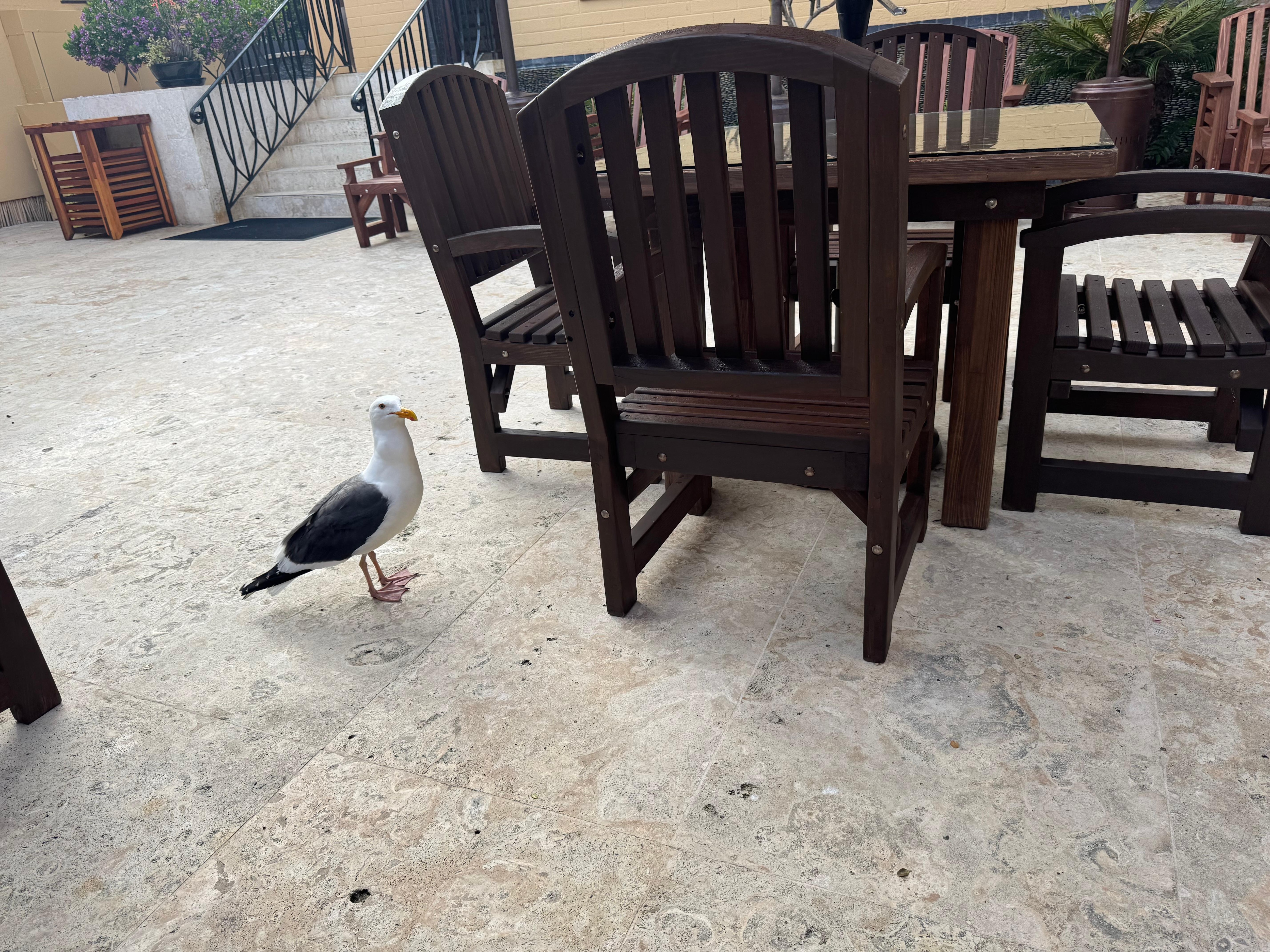 A friend wanted some of my breakfast.