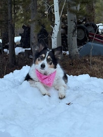 Our dog loved playing in the snow