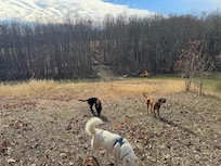 Walking trail on property. This is maybe 1/3 mile from cottage