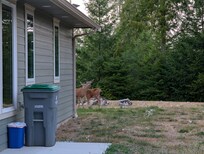 Backyard visitors