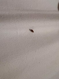 Dead bugs in bed