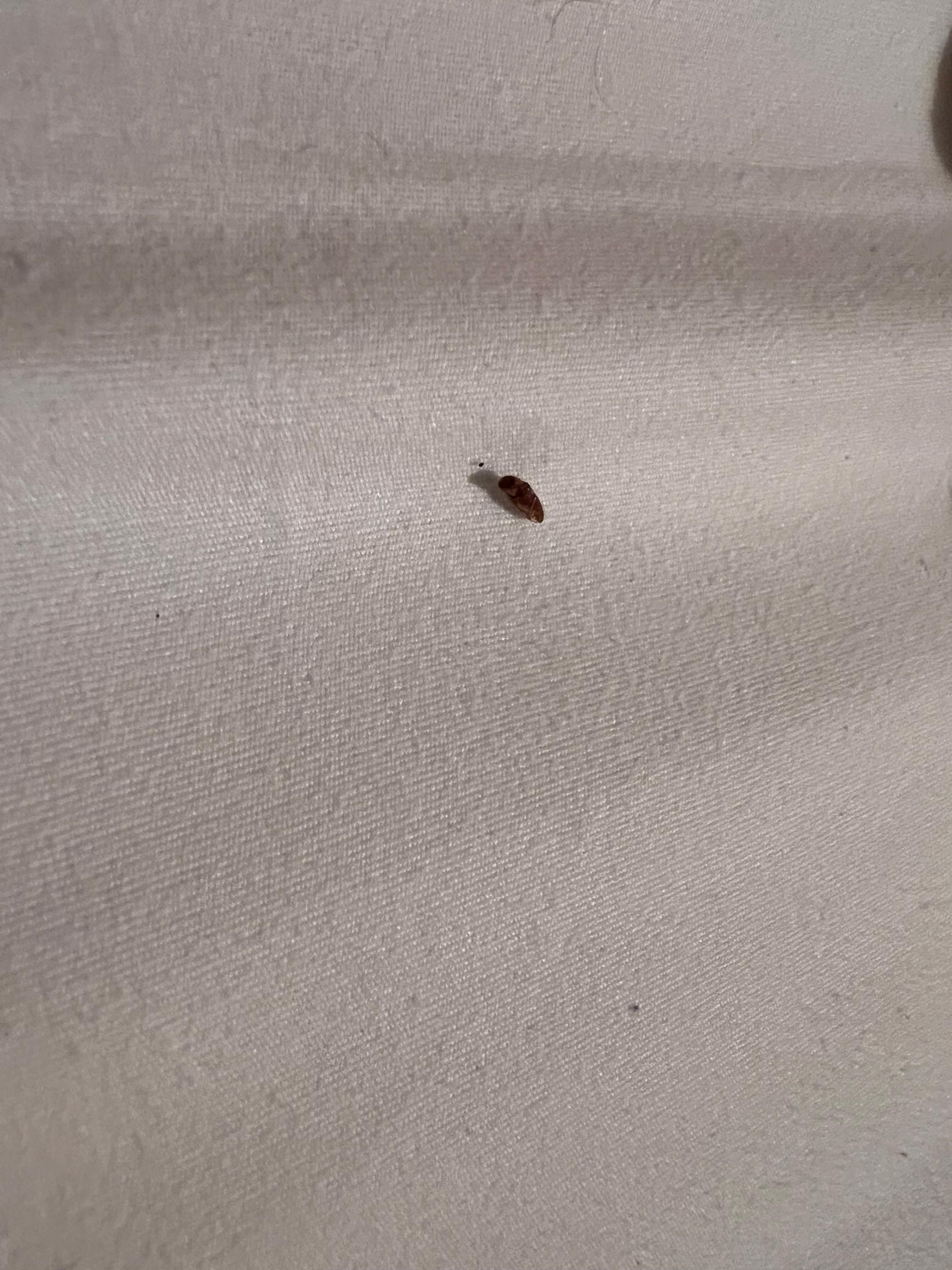 Dead bugs in bed