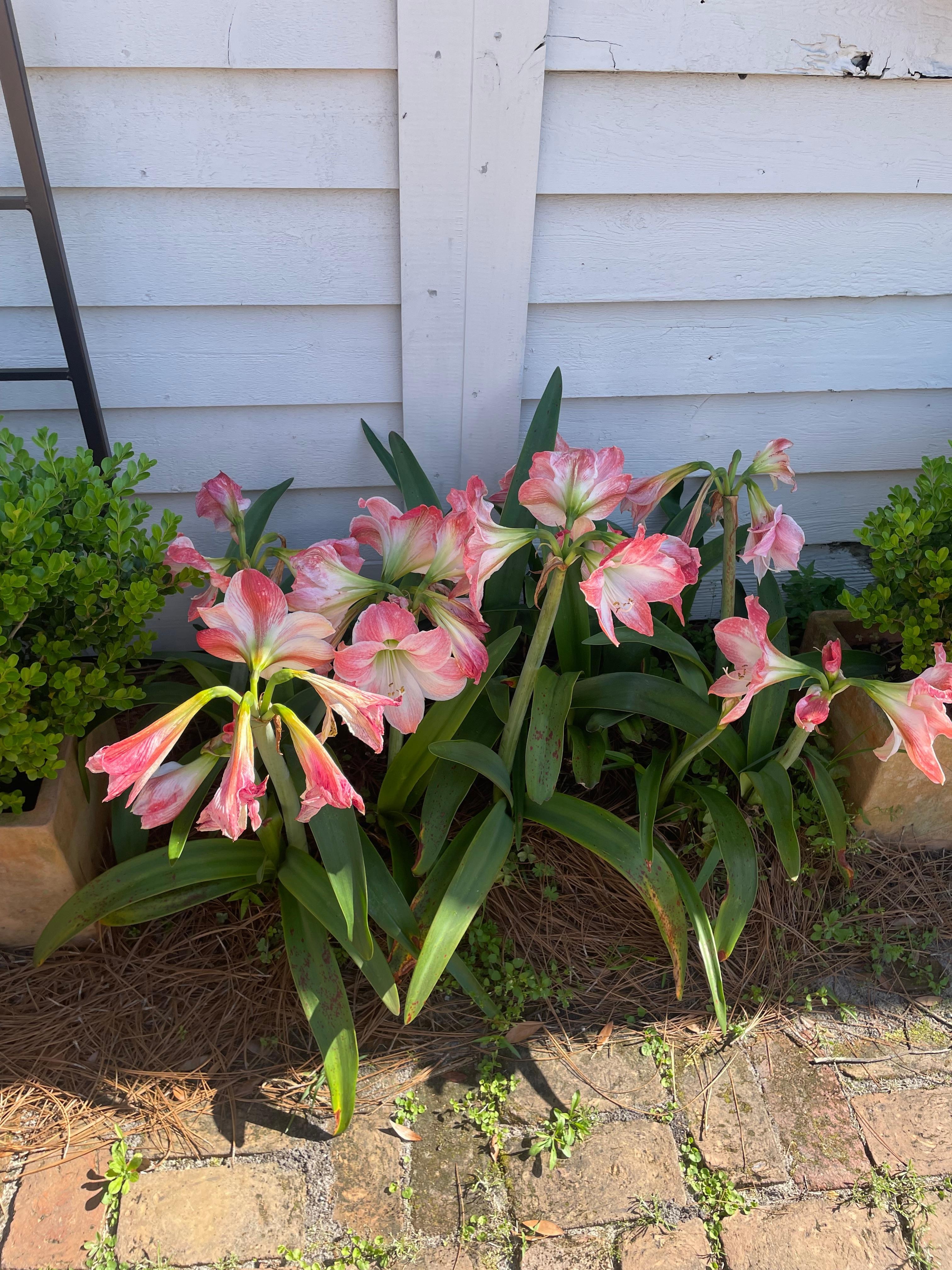 The yard is definitely a highlight of the cottage and so peaceful to sit out and enjoy with a cup of coffee. 