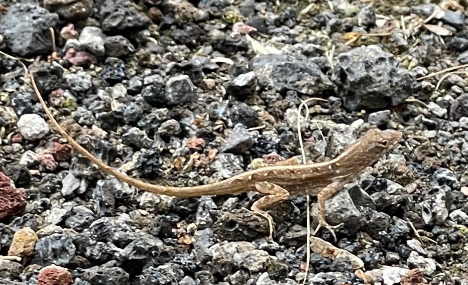 Lizard on property grounds