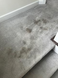 Dirty stained carpet near bedrooms