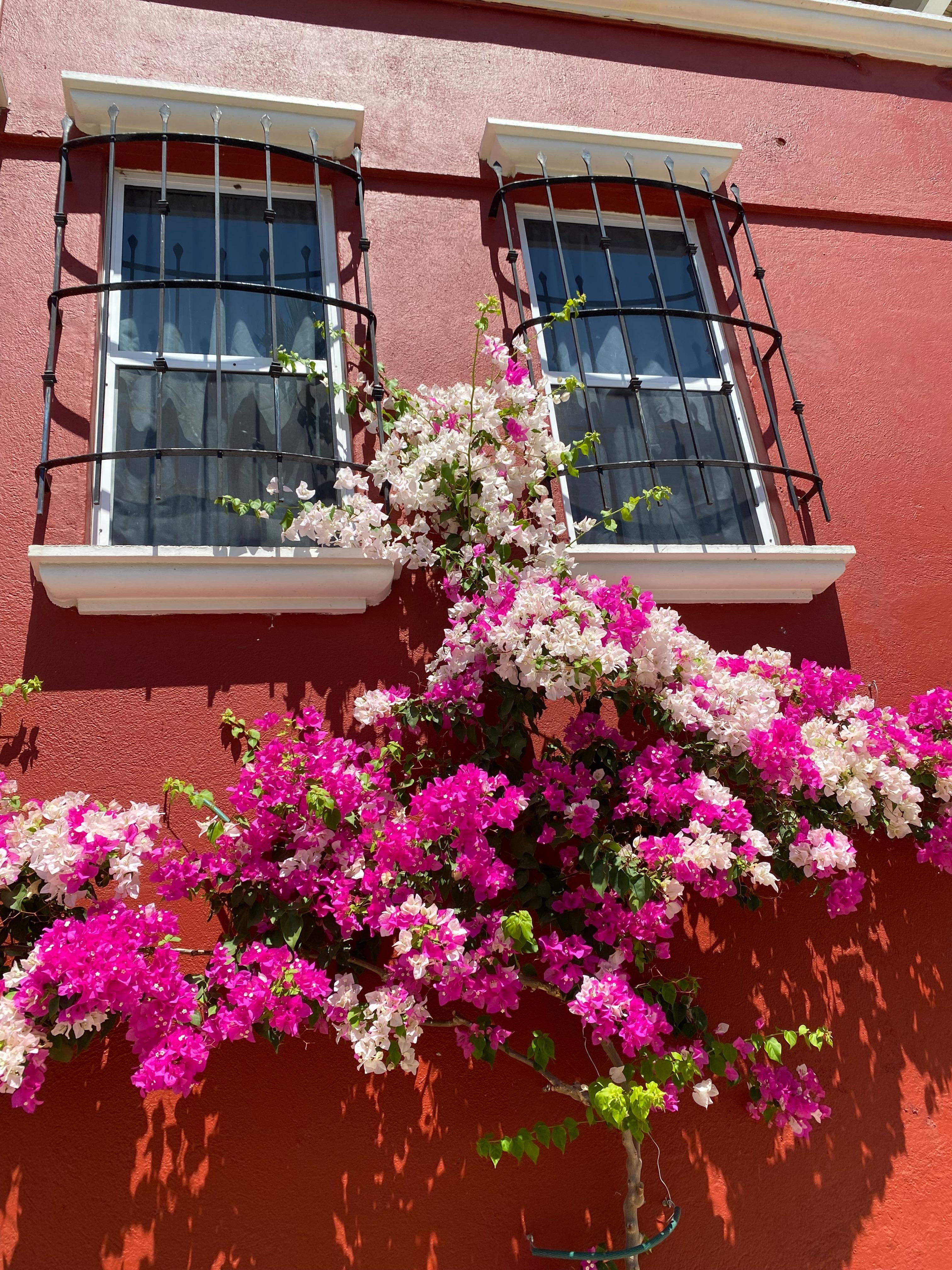 Bougainvillea on our place