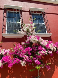 Bougainvillea on our place