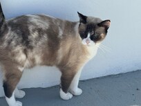 Our property kitty Nicheâ who helped keep us company