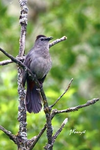 Gray Catbird ~ by John Krampl