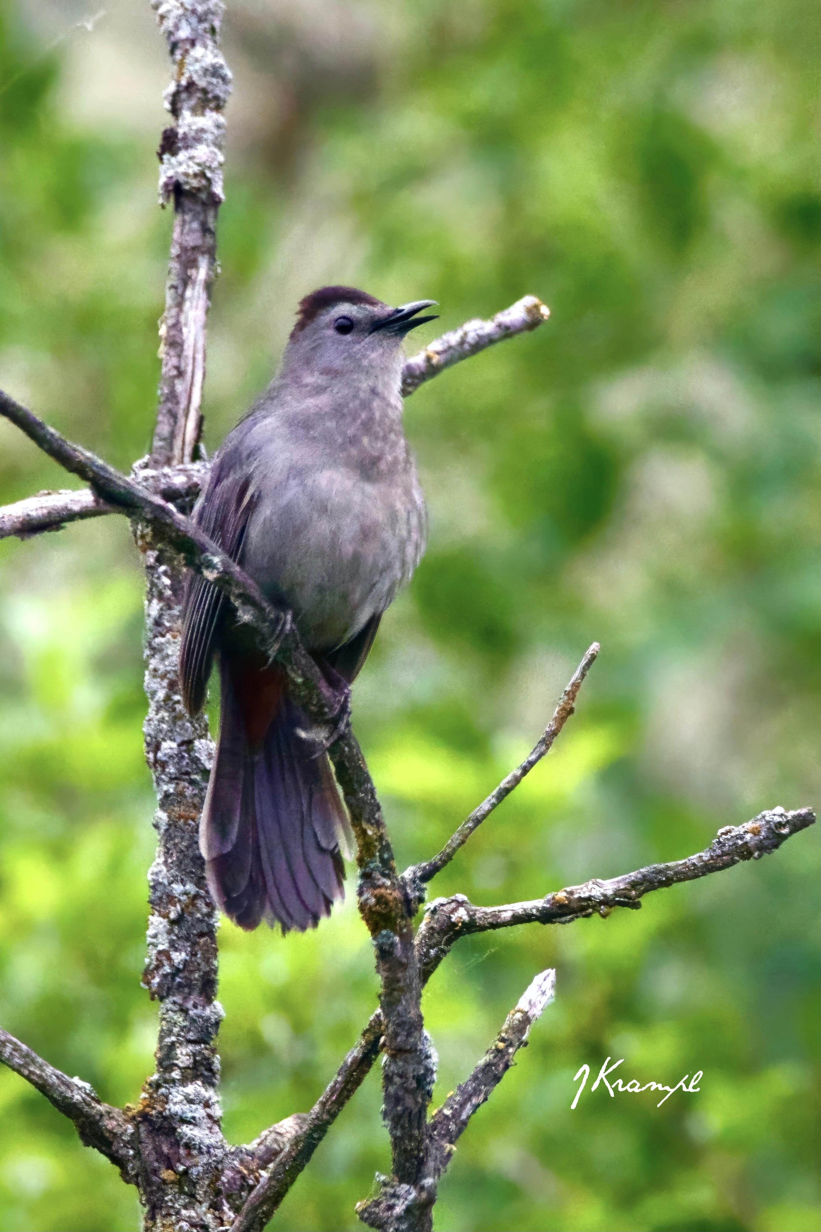 Gray Catbird ~ by John Krampl 
